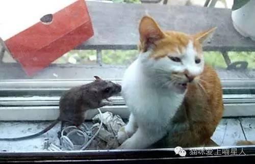 河南都市爆料猫咪事件视频,温情与争议交织的救助瞬间 第2张 河南都市爆料猫咪事件视频,温情与争议交织的救助瞬间 第2张